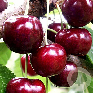 Prunus a. 'Victor' halfstam 10L