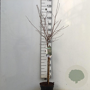 Prunus 'Hally Jolivette' 60 cm stam 5,0L