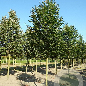 Tilia cordata 'Rancho' 35-40 HO draadkluit 250 cm stam