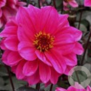 Dahlia 'Ismay' 50 cm P9