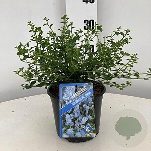Ceanothus thyrsiflorus repens 20-25 cm 2,0L