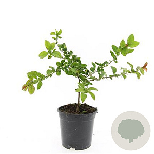 Chaenomeles sup. 'Texas Scarlet' GM C1.3