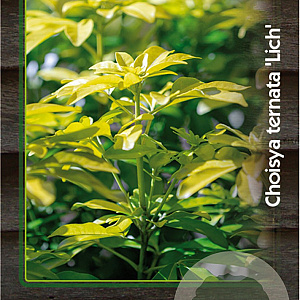 Choisya t. 'Lich' 30-40 cm 5,0L