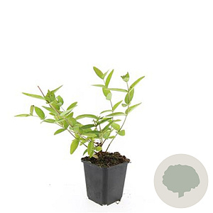 Hypericum i. 'Annebel' GM P9