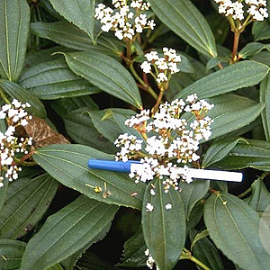 Viburnum cinnamomifolium 125-150 cm met kluit struik