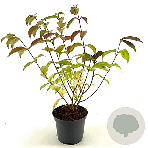 Viburnum plic. 'Shasta' 40-50 cm 3,0L