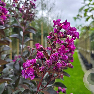 Lagerstroemia indica 'Rhapsody in Blue' 100-125 cm 20L