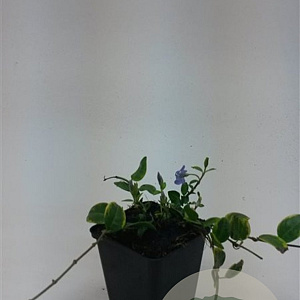 Vinca minor 'Blue and Gold' 10-15 cm C1