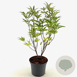 Vitex agnus-castus latifolia 40-45 cm 3,0L