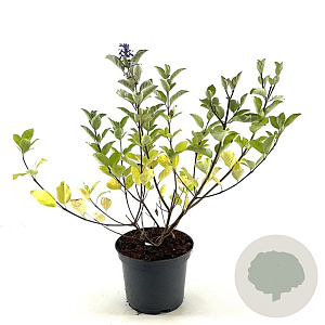 Vitex Chicagoland Blues 30-40 cm 3,0L