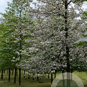 Cornus florida 20-25 HO draadkluit
