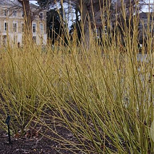 Cornus sericea 'Budd's Yellow' 125-150 cm met kluit struik