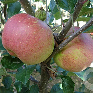 Malus d. 'Melrose' 14-16 HA container