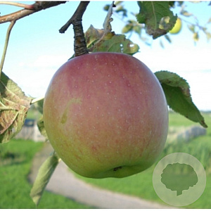 Malus d. 'Notarisappel' 10-12 HO draadkluit LEIVORM 200 cm stam