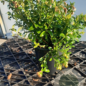 Vaccinium vitis-id. 'Red Pearl' 12-15 cm P12