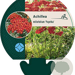 Achillea m. 'Paprika' GM P9