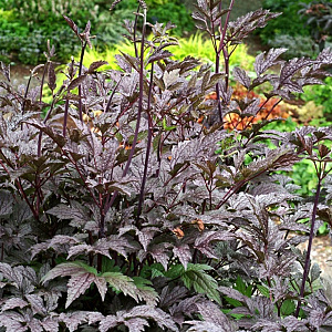 Actaea simp. 'Hillside BlackBeauty' GM P9