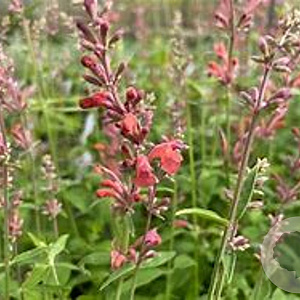 Agastache barberi 'Tangerine Dream' GM P9