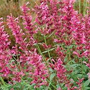 Agastache 'Morello' GM P9