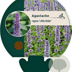 Agastache rugosa 'Little Adder' GM P9