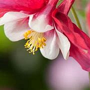 Aquilegia 'Koralle' GM P9