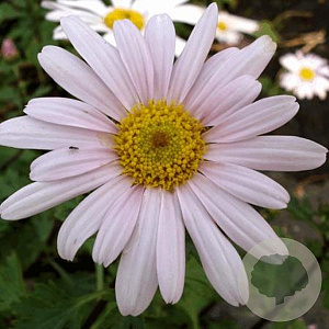 Arctanthemum arct. 'Roseum' GM P9