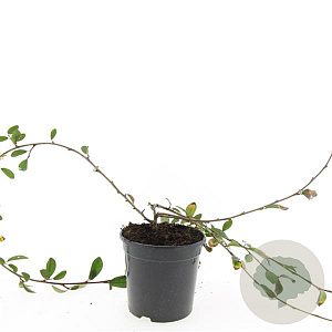 Cotoneaster dam. 'Schoon' GM C1.3