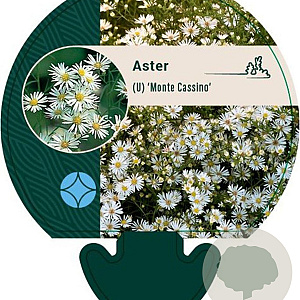 Aster (U) 'Monte Cassino' GM P9