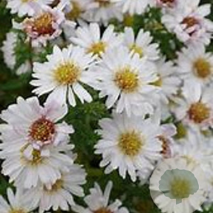 Aster (D) 'Niobe' GM P9
