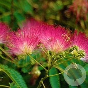 Albizia julibr. 'Rouge de Tuilière' 10-12 cm 50L