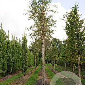 Betula p. 'Laciniata' 6-8 HO draadkluit