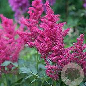 Astilbe (A) 'Drum and Bass' GM P9