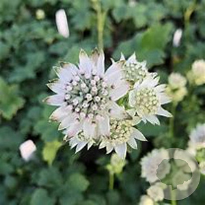 Astrantia maj. 'Spark. Stars White' GM P9