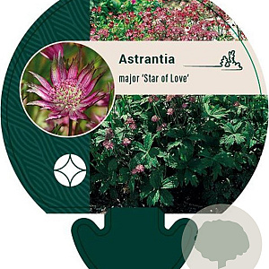 Astrantia maj. 'Star of Love' GM P9
