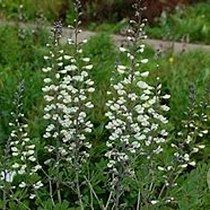 Baptisia leucantha GM P9