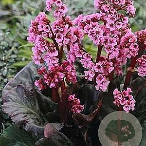Bergenia 'Eden's Magic Giant' GM P9