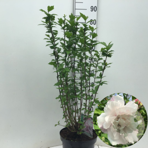 Hibiscus syr. French Cabaret Pastel 60-80 cm 7,5L