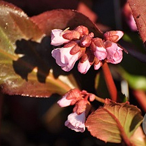 Bergenia 'Rosa Zeiten' GM P9