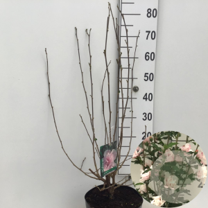 Hibiscus syr. 'Verosa' 60-80 cm 7,5L