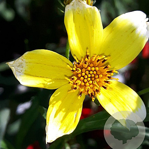 Bidens aurea 'Hannay's Lemon Drop' GM P9