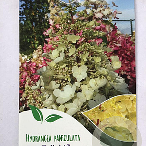 Hydrangea pan. Candlelight 50 cm stam 5,0L