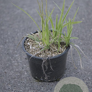 Carex morrowii 'Ice Dance' GM 2,0L