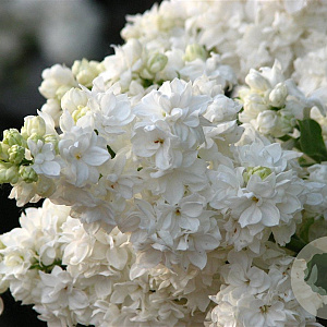 Syringa v. 'Monique Lemoine' 100 cm stam 5,0L