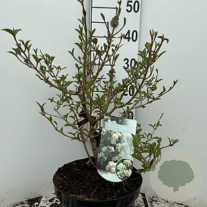 Viburnum plic. 'Newport' 40-50 cm 7,5L