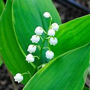 Convallaria maj. 'Hardwick Hall' GM P9