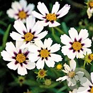 Coreopsis 'Star Cluster' GM P9