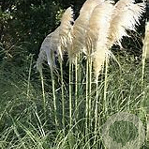 Cortaderia 'Lime Green Mistral' GM P9