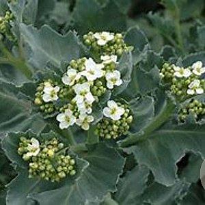 Crambe maritima 'Lilywhite' GM P9