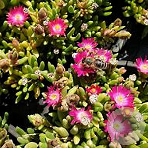 Delosperma c. Jewel of Desert R.q. GM P9