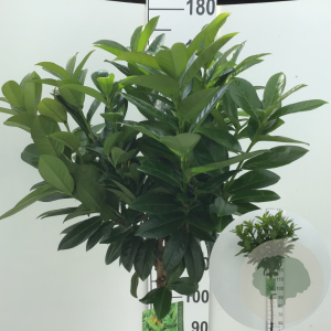 Prunus l. 'Antonius' 120 cm stam 10L